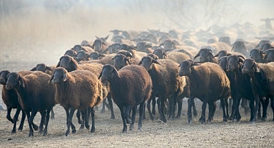 Morkaraman üretimi artıyor