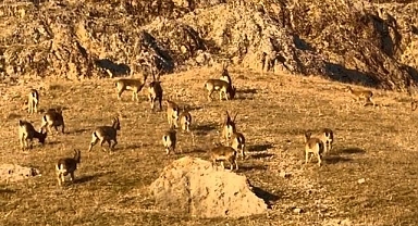 Nesilleri tehlike altında olan keçiler: Tarihi kalede görüldüler