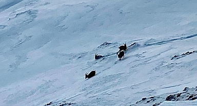 Nesli tükenme tehlikesi altındaydı... Sürü halinde görüldü