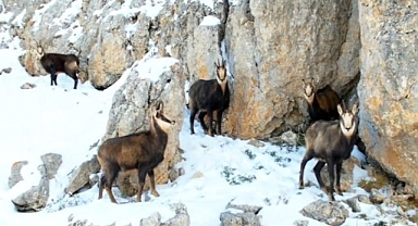 Nesli tükenme tehlikesi altındaydı... Zirvede görüntülendiler