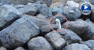 Nesli yok olma tehlikesiyle karşı karşıya