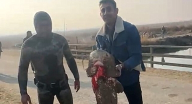 Olta yok, ağ yok: Çıplak elle balık avı!