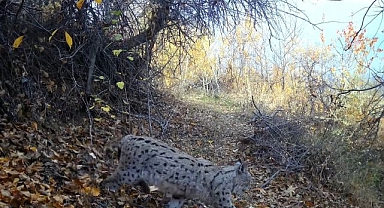 'Ormanın Hayaleti' foto kapanda