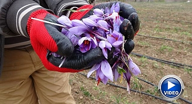 Öyle bir fiyata satılıyor ki! Altın gibi değerli