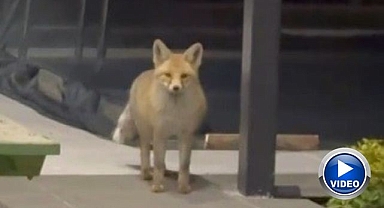 Rahat tavırları pes dedirtti! Gördüğü manzara ev sahibini şoke etti!