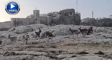 Sabah saatlerinde ortaya çıktılar