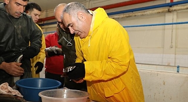 Sağım başladı! Hedef 5 milyon yumurta