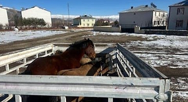 Sahipsiz binek hayvanlar toplatılıyor