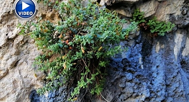 Sarı kantarondan daha zengin çıktı!