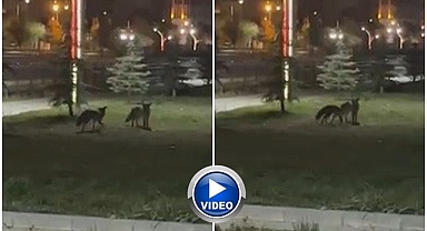 Sevimli halleri kameraya yansıdı