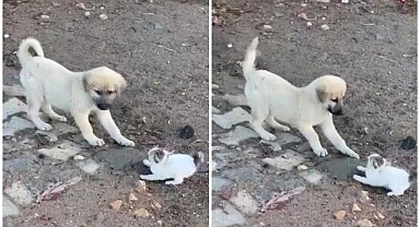 Sevimli kavgaları yüz güldürdü