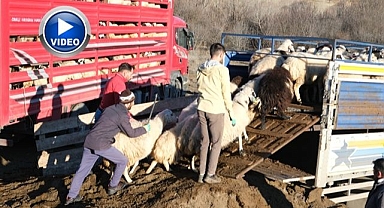 Soğuk hava dağdaki sürüyü vurdu!