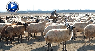 Sürüler meraya çıktı