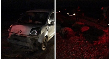 Sürüye daldı! Onlarca koyun telef oldu   