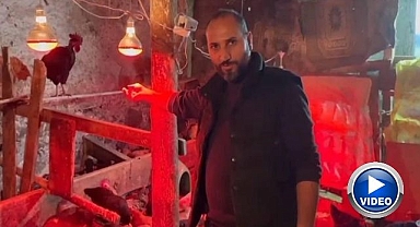 Tavuklarda verim arttıran müzikli terapi