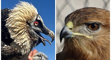 Tedavilerinin ardından doğaya salındılar!