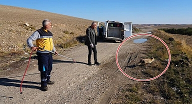 Tedavisinin ardından doğaya geri bırakıldı   