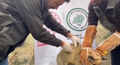 Tedavisinin ardından doğaya salındı 