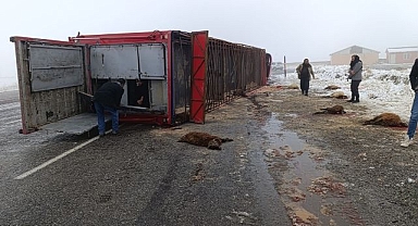 Tır devrildi! Hayvanlar telef oldu