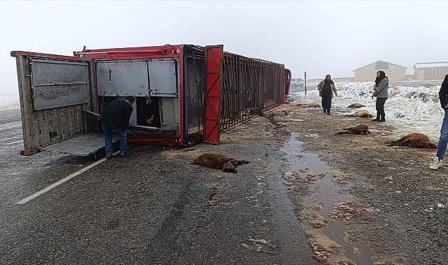 Tır devrildi! Hayvanlar telef oldu