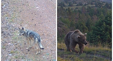 Yaban hayatı 19 yıldır yakın takipte