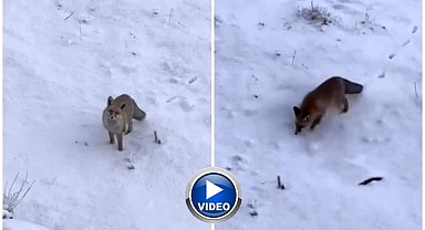 Yaban hayatı zor durumda! Aç kalınca şehre indiler