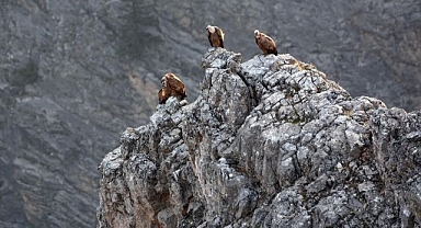 Yaban hayatını görüntülediler