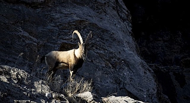 Yaban keçileri Munzur Vadisi'ne indi