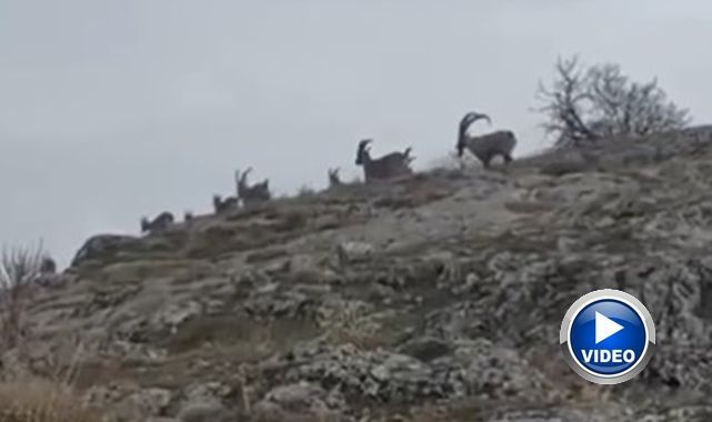 Yaban keçileri sürü halinde görüntülendi