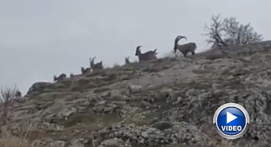 Yaban keçileri sürü halinde görüntülendi
