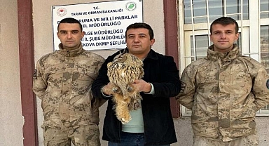 Yaralı baykuş tedavi altına alındı
