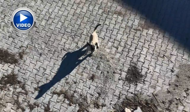 Yavru kangalın dronla imtihanı 