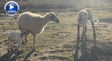 Yavrusu için siper oldu 