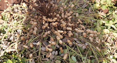 Yer fıstığı hasadı başladı