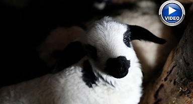 Yılın son kuzuları bunlar...