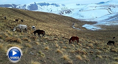 Yılkı atlarının doğadaki yolculuğu 