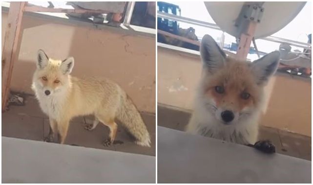 Yiyecek bulamayınca bakım evine misafir oldu