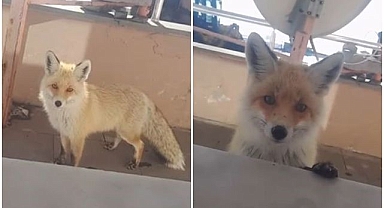 Yiyecek bulamayınca bakım evine misafir oldu