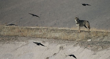 Yiyecek bulmak için şehir merkezine indi