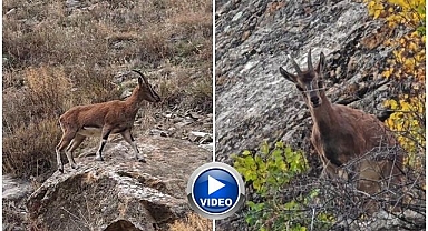 Erzurum'da yola kadar indiler! İlgi odağı oldular