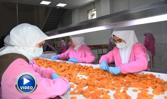 Zirai dona rağmen 45 bin ton ihracat