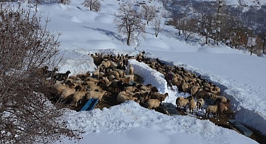 2 metrelik karda besicilerin zorlu mesaisi