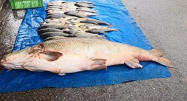 52 kiloluk turna balığı yakalandı