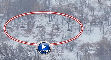 Aç kalan domuz ve kurtlar yerleşim yerlerinde!