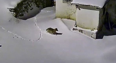 Aç kalan kurt evin etrafında yiyecek ararken görüntülendi