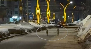 Aç kalan kurtlar şehir merkezine indi