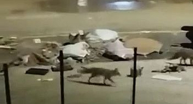 Aç kalınca şehre indiler!