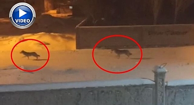 Aç kurtlar ilçeye indi!