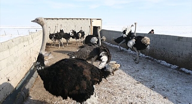 Afrika’dan karlar altına: Deve kuşları zorlu kış şartlarına alıştı
