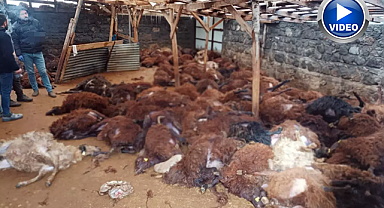 Ahıra giren kurtlar yüzlerce koyunu telef etti